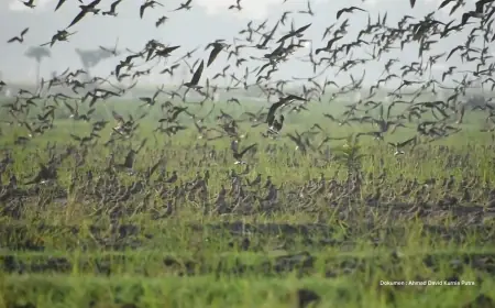 Ribuan Burung Migran Singgah di Tulungagung–Trenggalek, Bukan Hama tapi Sahabat Petani