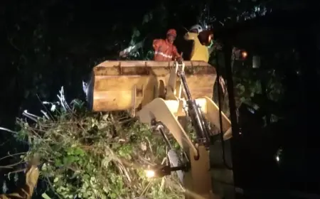Pohon Raksasa Tumbang di Ngantang, Jalur Provinsi Malang Sempat Lumpuh
