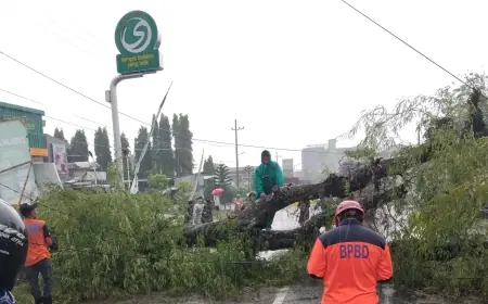 Dua Insiden Pohon Tumbang di Malang, Satu Alami Kerugian Material Jutaan