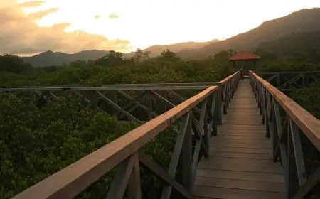 Wisata Mangrove Pancer Cengkrong Trenggalek, Murah dengan Jembatan Ikonik