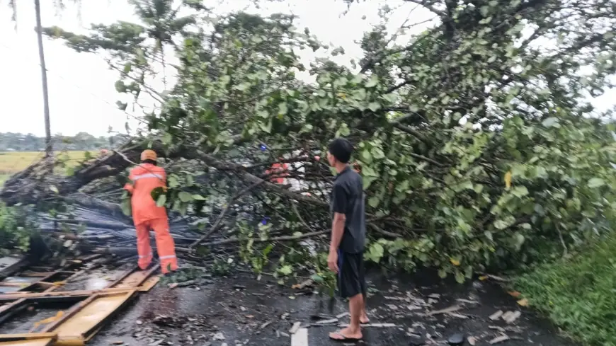 Cuaca Ekstrem Robohkan Dua Pohon di Kepanjen, Warung Rusak dan Lalin Sempat Lumpuh