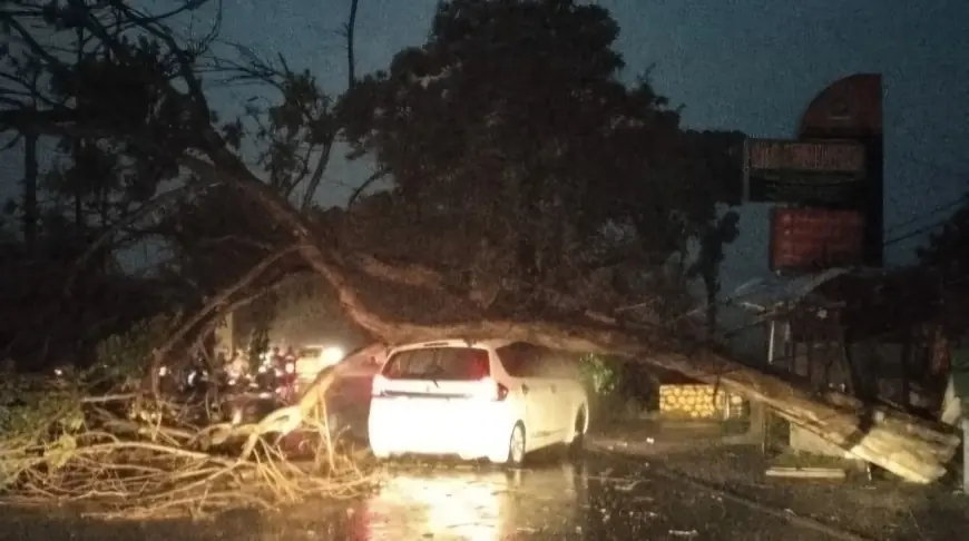 Hujan Deras dan Angin Kencang di Tulungagung, Pohon Besar Tumbang Timpa Mobil, Lalu Lintas Sempat Macet