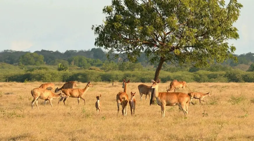Taman Nasional Baluran, “Afrika van Java” di Ujung Timur Pulau Jawa