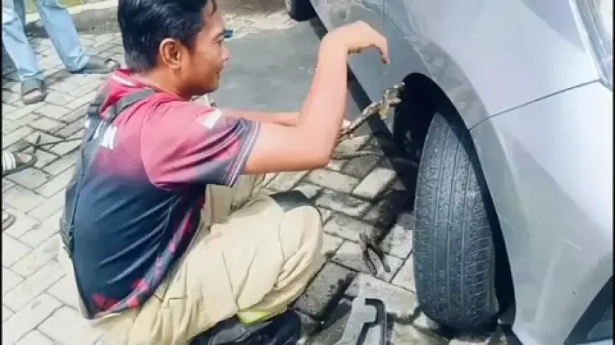 Damkar Surabaya Evakuasi Ular Piton di Mesin Mobil