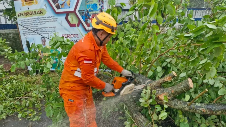 Angin Kencang Tumbangkan Pohon di Jalur Bondowoso–Jember, Lalu Lintas Sempat Tersendat