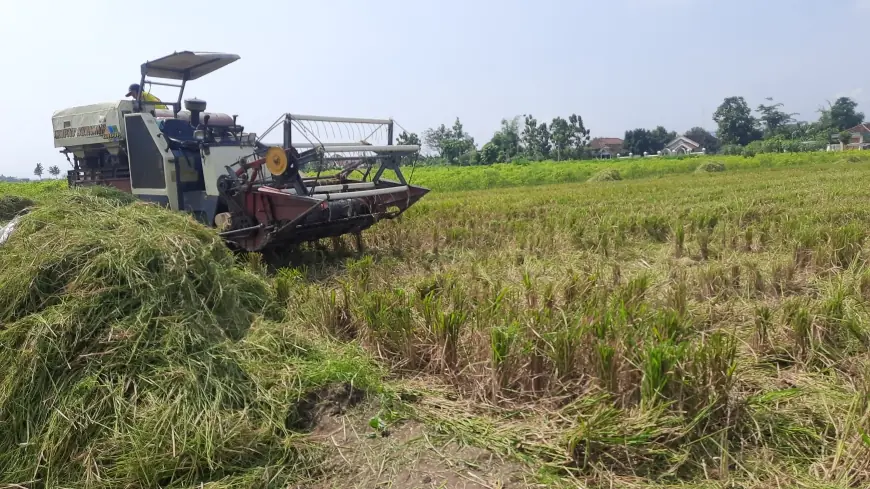 Luasan Tanam Pertanian Meningkat, Produksi Beras di Gresik Surplus 162 Ton