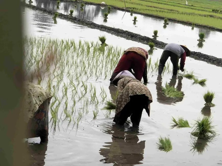 Sengkarut Pupuk Subsidi Jombang, Nama Petani Mendadak Hilang dari RDKK