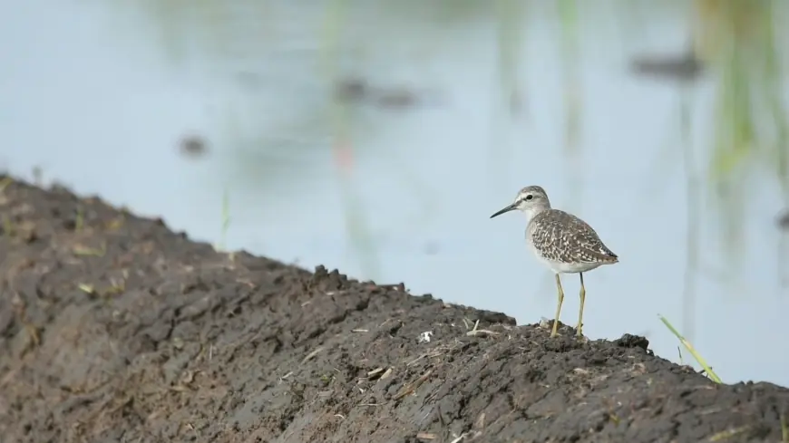 Ribuan Burung Migran Singgah di Tulungagung, BBKSDA Jatim dan Mapala Himalaya Gelar Bird Walk Edukasi Generasi Muda