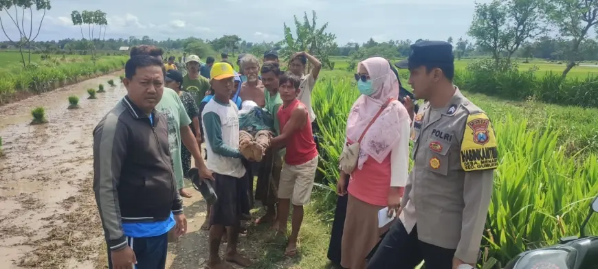 Mayat Tergeletak di Sawah Gegerkan Warga Jember