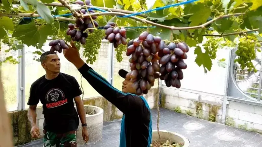 Lahan Tidur di Tengah Kota Jember Disulap Jadi Kebun Anggur Produktif dan Edukatif