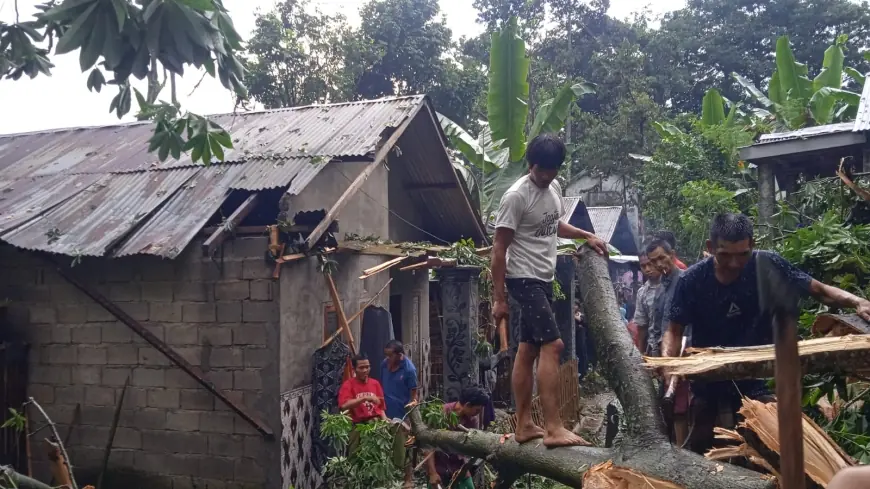 Diterjang Angin Kencang, Dua Rumah di Pasrepan Pasuruan Rusak Tertimpa Pohon