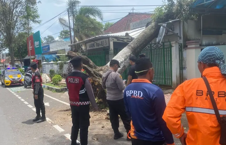 Belasan Pohon Tumbang di Bondowoso Sebabkan Kerusakan Bangunan, Masyarakat Harus Waspada