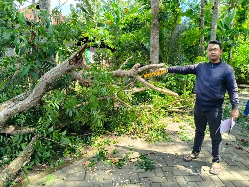 Pemotor Tewas Tertimpa Pohon Mahoni di Gandusari Trenggalek