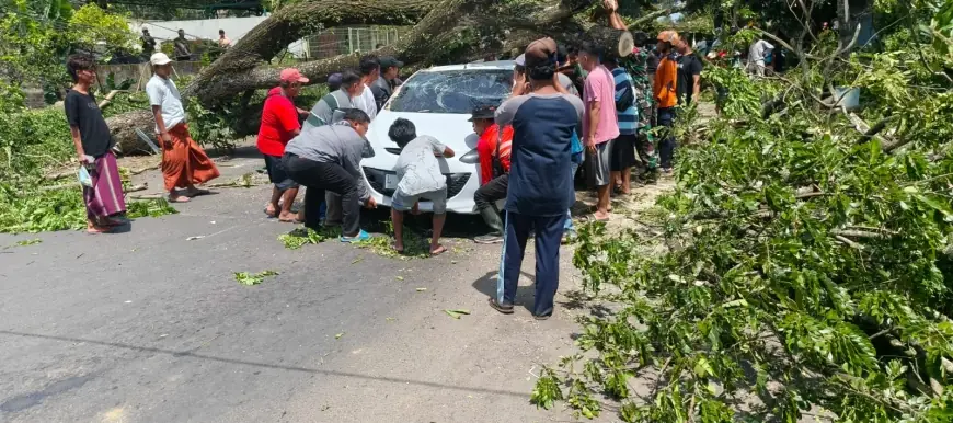 Cuaca Ekstrem di Bululawang Malang, Pohon Tumbang Timpa Mobil dan Kabel Listrik