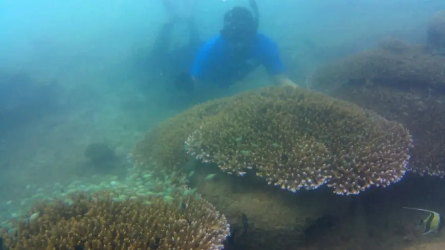 Cerita Pokmaswas Rembeng Raya Pantai Mutiara Trenggalek yang Menjaga Laut dengan Hati