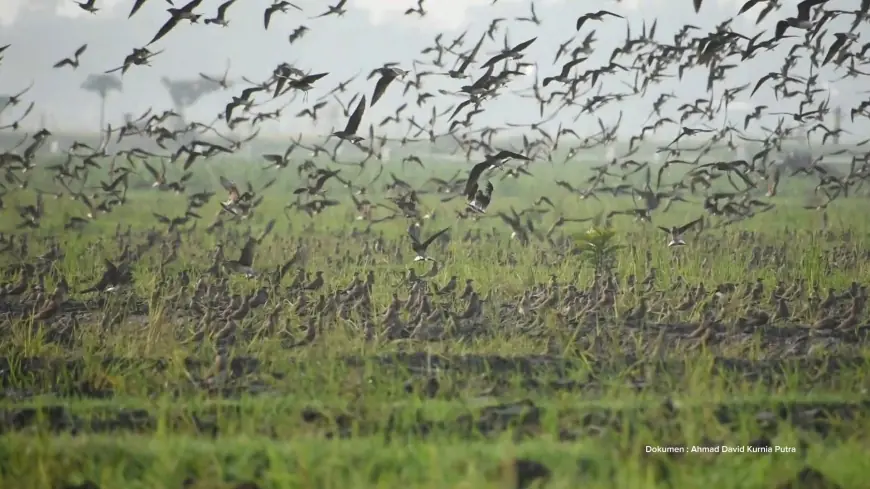 Ribuan Burung Migran Singgah di Tulungagung–Trenggalek, Bukan Hama tapi Sahabat Petani