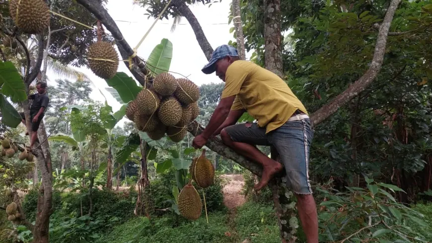 Wisata Agro Durian Lumbang Probolinggo Tawarkan Sensasi Petik dan Makan 27 Varietas Durian