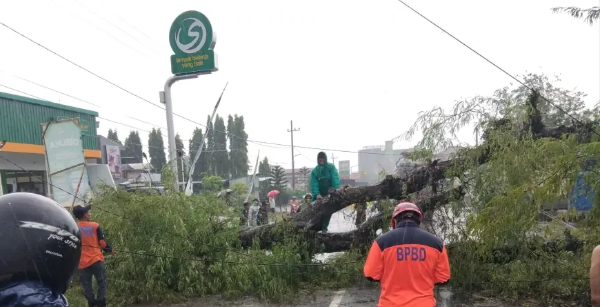 Dua Insiden Pohon Tumbang di Malang, Satu Alami Kerugian Material Jutaan