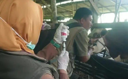PMK Kembali Mewabah di Trenggalek, 12 Ribu Ternak Divaksin Massal