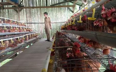 BUMDes di Pasuruan Sukses Budidaya Ayam Petelur Beromzet Puluhan Juta