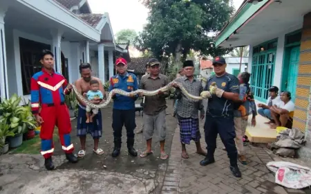Ular Sanca Sepanjang 3 Meter Kembali Teror Warga Jalan Melon, Tim Damkar Lakukan Evakuasi