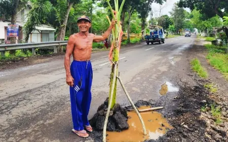 Protes Jalan Rusak, Warga Jember Tanam Puluhan Pohon Pisang di Jalur Provinsi