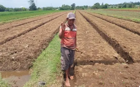 Petani Kanigaran Kota Probolinggo Berjuang Lawan Invasi Keong Emas di Awal Musim Tanam
