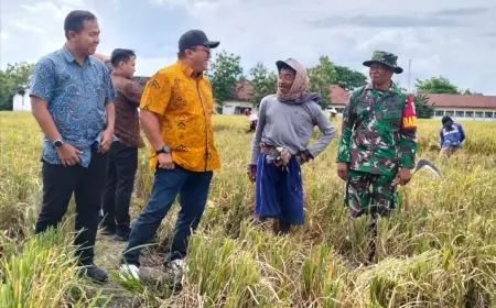Bulog Jatim Targetkan Serapan Gabah Petani 883.000 Ton pada 2026