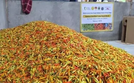 Harga Cabai di Surabaya Meroket