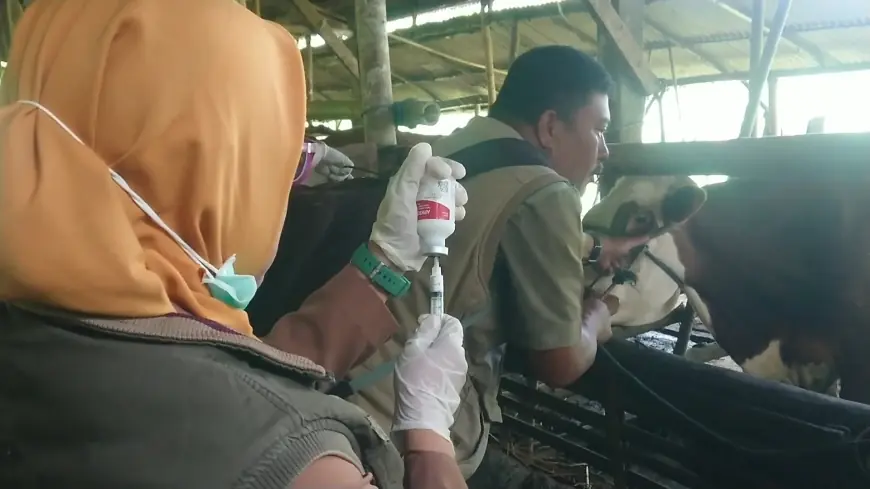 PMK Kembali Mewabah di Trenggalek, 12 Ribu Ternak Divaksin Massal