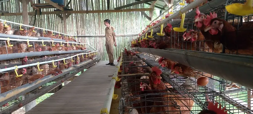 BUMDes di Pasuruan Sukses Budidaya Ayam Petelur Beromzet Puluhan Juta