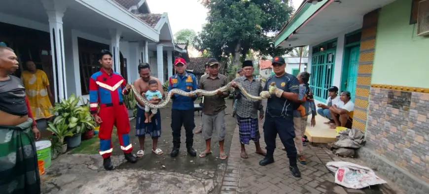 Ular Sanca Sepanjang 3 Meter Kembali Teror Warga Jalan Melon, Tim Damkar Lakukan Evakuasi