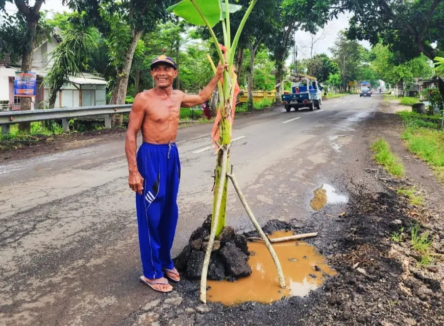 Protes Jalan Rusak, Warga Jember Tanam Puluhan Pohon Pisang di Jalur Provinsi