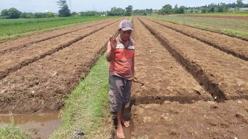 Petani Kanigaran Kota Probolinggo Berjuang Lawan Invasi Keong Emas di Awal Musim Tanam