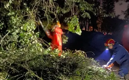 Angin Kencang Terjang Kota Batu, Puluhan Pohon Tumbang dan Sejumlah Fasilitas Rusak