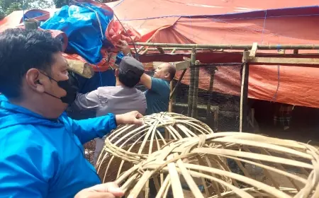 Digrebek Polisi, Arena Sabung Ayam di Pakisaji Malang Dibongkar