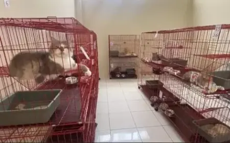 Warga Surabaya Titipkan Kucing di Puskeswan dengan Tarif Rp30 Ribu Selama Mudik