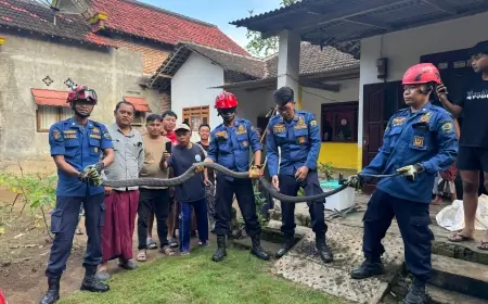 Damkar Trenggalek Evakuasi Ular King Cobra 3 Meter yang Masuk Dapur Warga