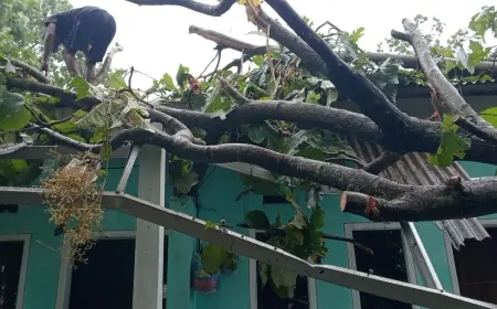 Pohon Tumbang Timpa Rumah Kos dan Warung di Pakisaji Malang, Nihil Korban Jiwa