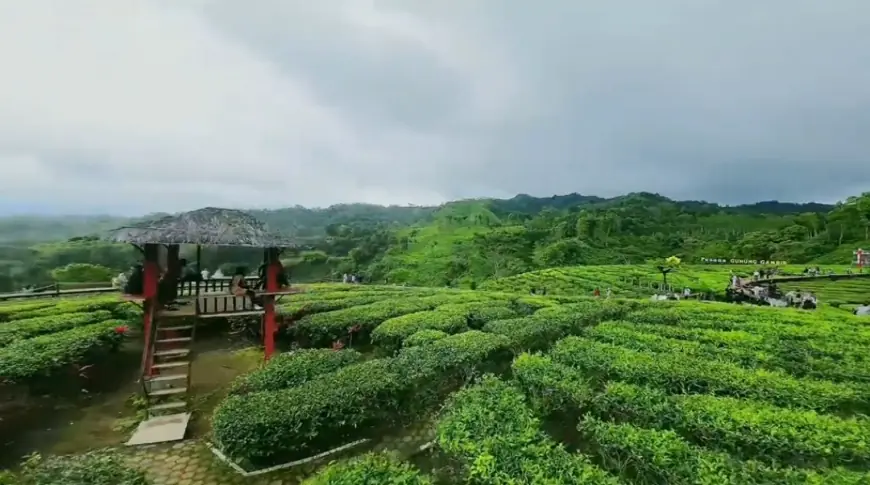 Libur Lebaran 2026, Gunung Gambir Jember Suguhkan Panorama Hijau yang Menenangkan