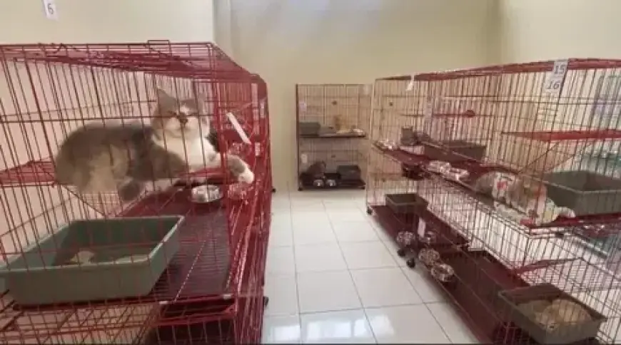 Warga Surabaya Titipkan Kucing di Puskeswan dengan Tarif Rp30 Ribu Selama Mudik