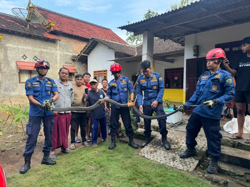 Damkar Trenggalek Evakuasi Ular King Cobra 3 Meter yang Masuk Dapur Warga