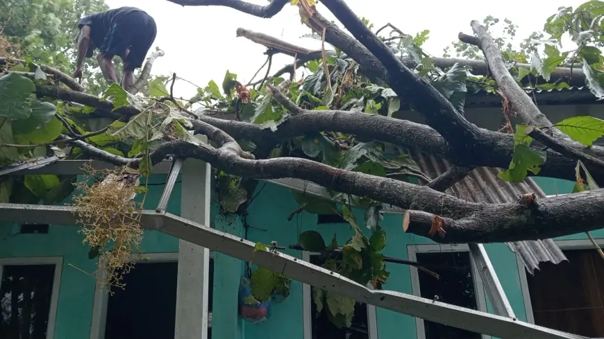 Pohon Tumbang Timpa Rumah Kos dan Warung di Pakisaji Malang, Nihil Korban Jiwa