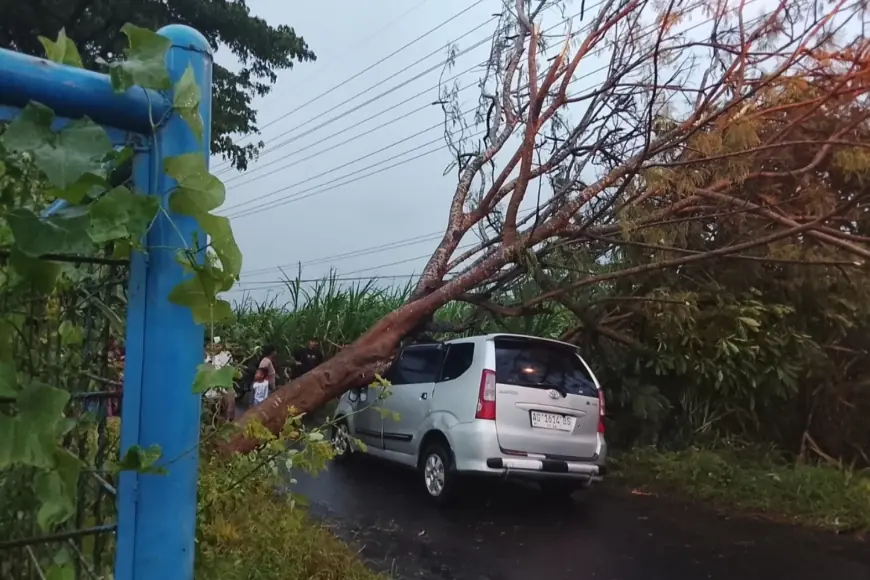Pohon Tumbang Timpa Mobil Melintas di Kota Kediri, 1 Orang Dilarikan ke RS
