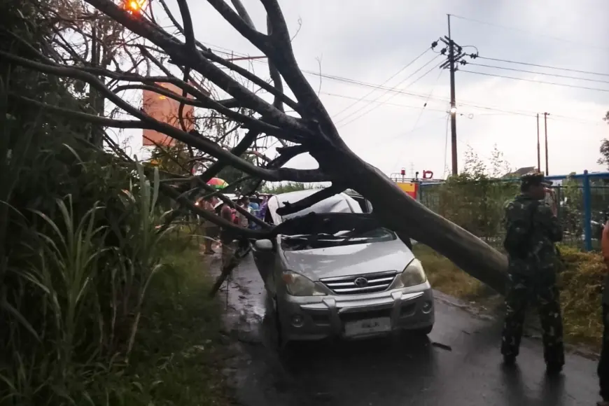 Pohon Tumbang Timpa Mobil Melintas di Kota Kediri, 1 Orang Dilarikan ke RS
