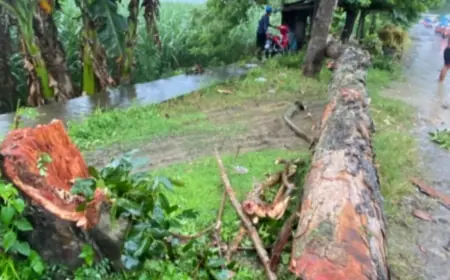 Sempat Ganggu Jalur Kediri - Tulungagung, Warga Turun Tangan Evakuasi Pohon Tumbang