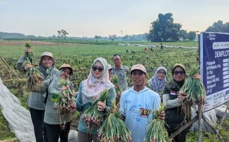 Demplot Bawang Merah di Probolinggo Dongkrak Produktivitas Hingga 30 Persen di Tengah Cuaca Ekstrem