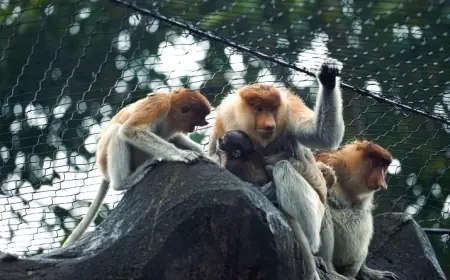 Bayi Bekantan ke-8 Lahir di Batu Secret Zoo, Perkuat Komitmen Konservasi Satwa