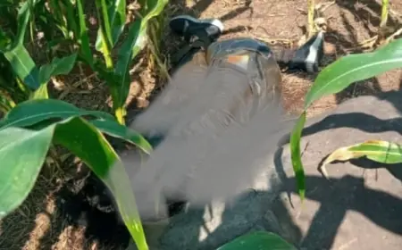 Warga Wonosalam Jombang Digegerkan Penemuan Mayat di Ladang Jagung