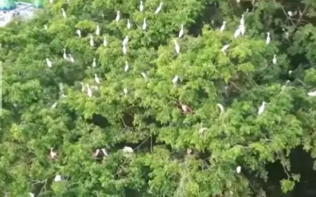 Pemkot Blitar Pasang Alat Pengusir Burung Kuntul Demi Jaga Kebersihan Alun-alun